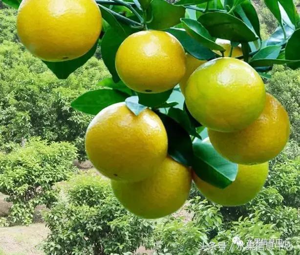 柑橘品种上市时间表，如何让柑橘6月上市
