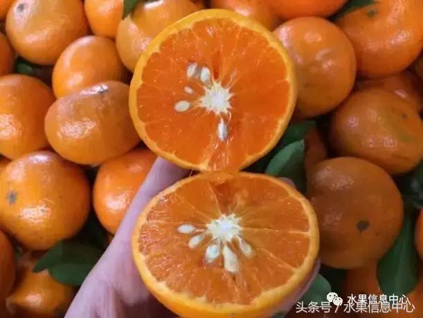 柑橘品种上市时间表，如何让柑橘6月上市