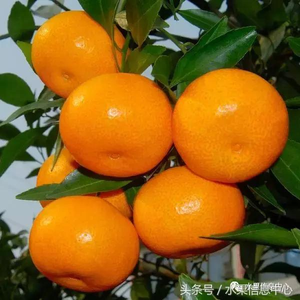 柑橘品种上市时间表，如何让柑橘6月上市