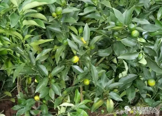 柑橘品种上市时间表，如何让柑橘6月上市