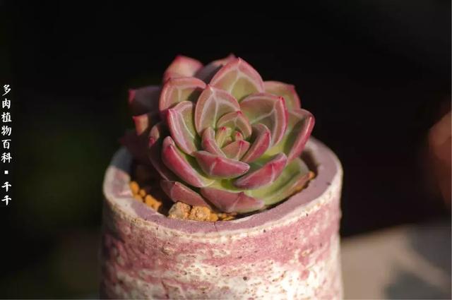 深秋养的多肉胖乎乎，秋天的多肉还“瘦不拉几”