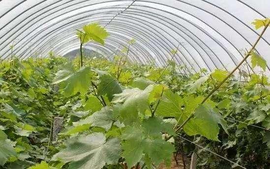 葡萄一枝二蔓修剪方法，庭院葡萄树如何修剪才能既省心又丰产