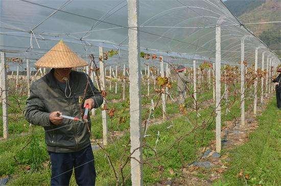葡萄一枝二蔓修剪方法，庭院葡萄树如何修剪才能既省心又丰产