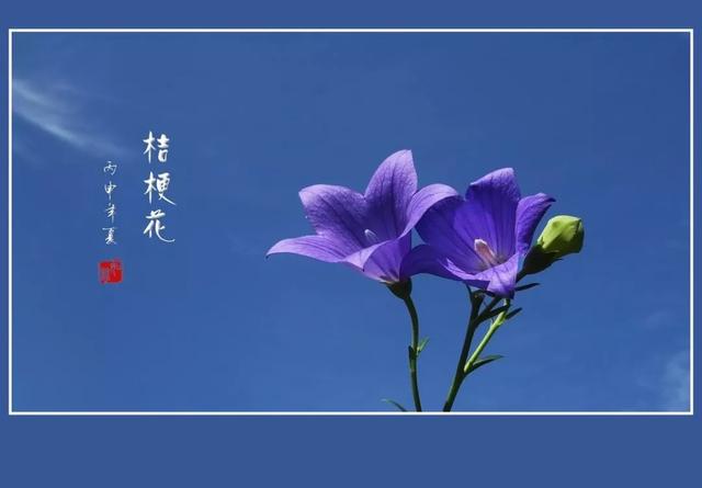 刘志军最新消息，白色桔梗花封面