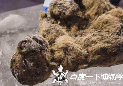 为什么说狮子血脉压制老虎，老虎和狮子打架，谁更厉害