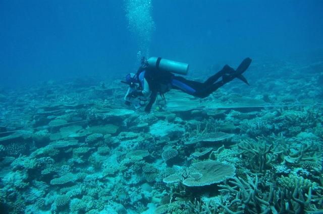 原来珊瑚礁是这样形成的，面临死亡威胁的珊瑚礁群