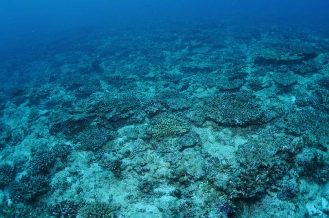 原来珊瑚礁是这样形成的，面临死亡威胁的珊瑚礁群