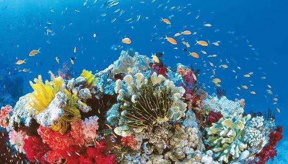 原来珊瑚礁是这样形成的，面临死亡威胁的珊瑚礁群