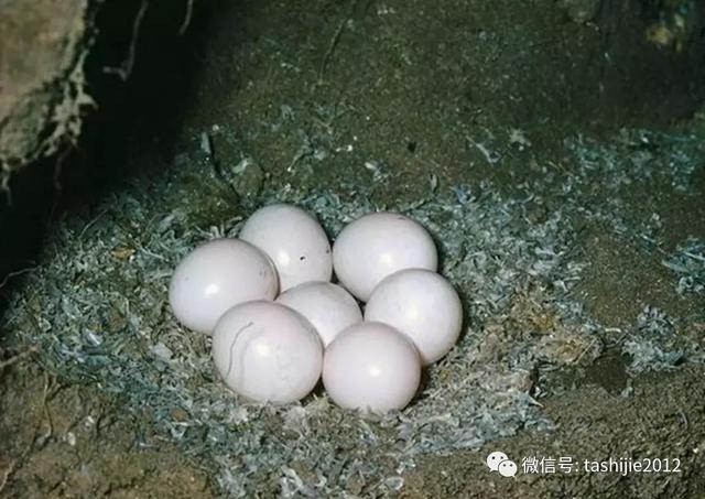 漂亮的蓝翡翠鸟让人眼前一亮，你见过的那道蓝色闪电