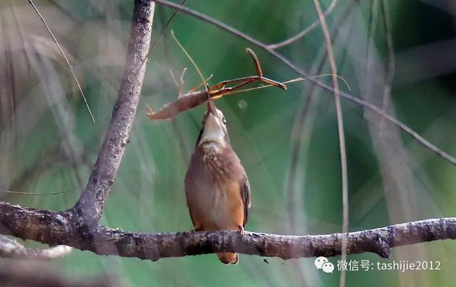 漂亮的蓝翡翠鸟让人眼前一亮，你见过的那道蓝色闪电