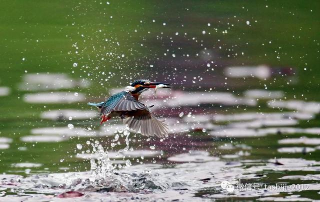 漂亮的蓝翡翠鸟让人眼前一亮，你见过的那道蓝色闪电