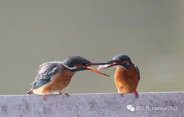 漂亮的蓝翡翠鸟让人眼前一亮，你见过的那道蓝色闪电