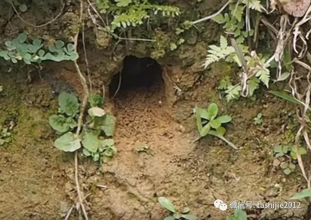 漂亮的蓝翡翠鸟让人眼前一亮，你见过的那道蓝色闪电