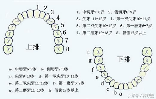 虎牙正确矫正方法，畸形的虎牙必需及时矫正