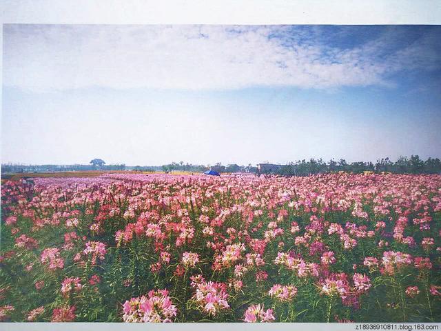 三台山森林公园，宿迁三台山的八大美景（三台山国家森林公园晨景如画）