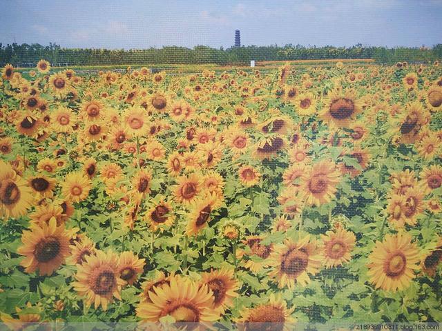 三台山森林公园，宿迁三台山的八大美景（三台山国家森林公园晨景如画）