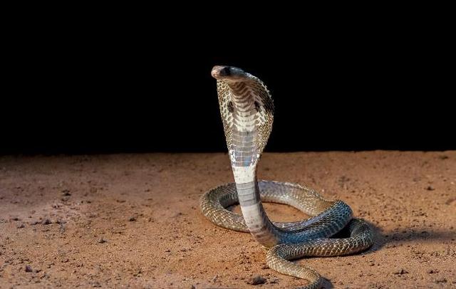 毒性最强的生物，世界抗毒性最强的动物前十（亚马逊八大可怕生物）