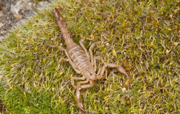 毒性最强的生物，世界抗毒性最强的动物前十（亚马逊八大可怕生物）