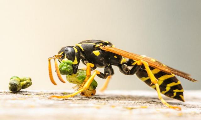 毒性最强的生物，世界抗毒性最强的动物前十（亚马逊八大可怕生物）