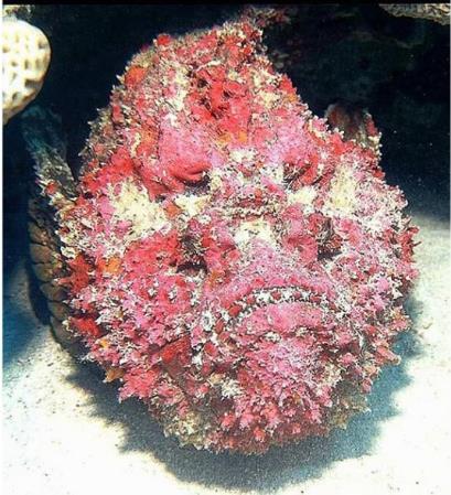 毒性最强的生物，世界抗毒性最强的动物前十（亚马逊八大可怕生物）