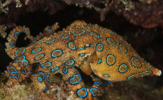 毒性最强的生物，世界抗毒性最强的动物前十（亚马逊八大可怕生物）