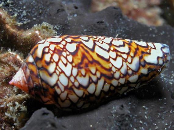 毒性最强的生物，世界抗毒性最强的动物前十（亚马逊八大可怕生物）