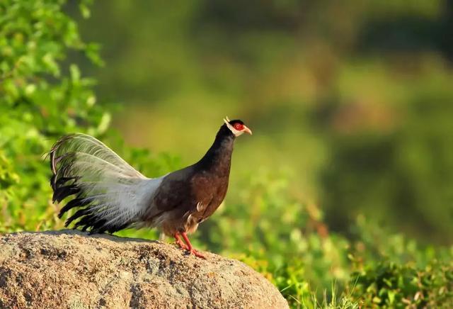 山西交城县国家森林公园，千年古县山水交城