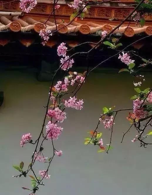 晚安美文180911：淡淡的岁月，淡淡的心