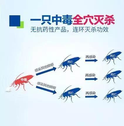 排名第一的灭蟑螂神器，实测这几种灭蟑产品