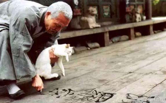 阿尔法狼伴归途，阿尔法讲述狼伴归途（狼伴归途》曝“狼伴人归”预告）