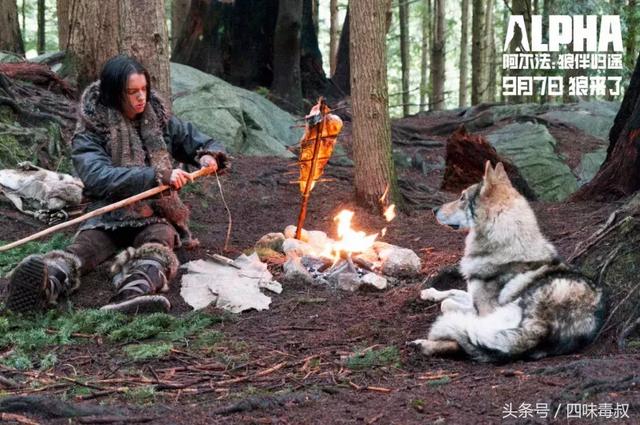 阿尔法狼伴归途，阿尔法讲述狼伴归途（狼伴归途》曝“狼伴人归”预告）