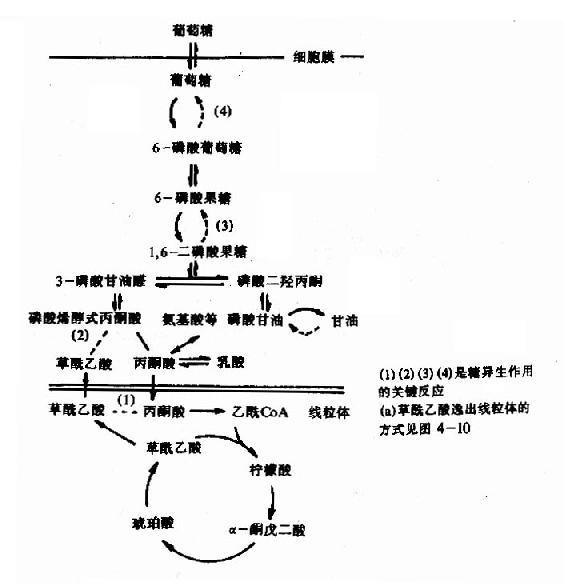 糖异生的途径和生理意义，糖异生反应特点