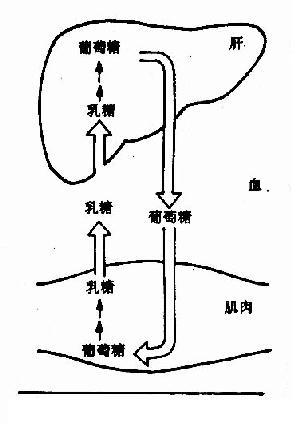 糖异生的途径和生理意义，糖异生反应特点