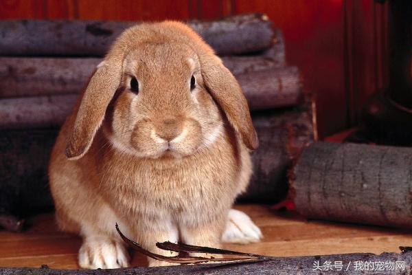 宠物兔适合养在多少温度下，家养宠物兔到底怕冷还是怕热