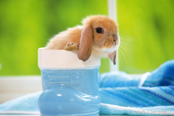 宠物兔适合养在多少温度下，家养宠物兔到底怕冷还是怕热