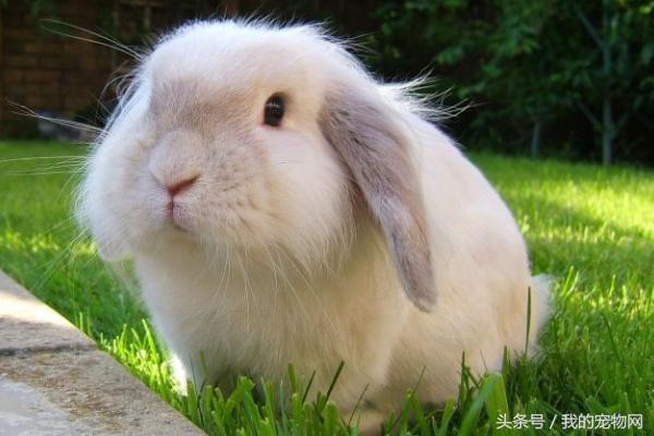宠物兔适合养在多少温度下，家养宠物兔到底怕冷还是怕热