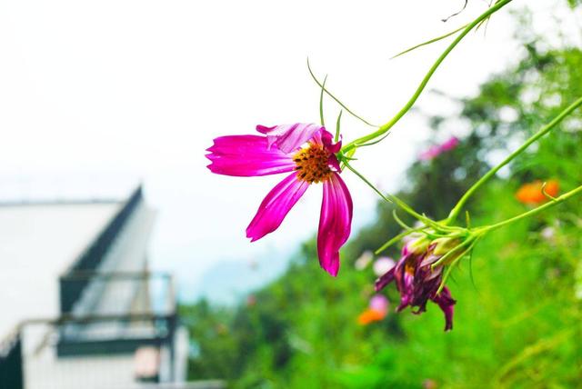 夜爬梧桐山一日游攻略，爬来爬去就这6种玩法