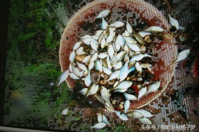 农民讨厌的动物，农民嫌弃的一种鱼