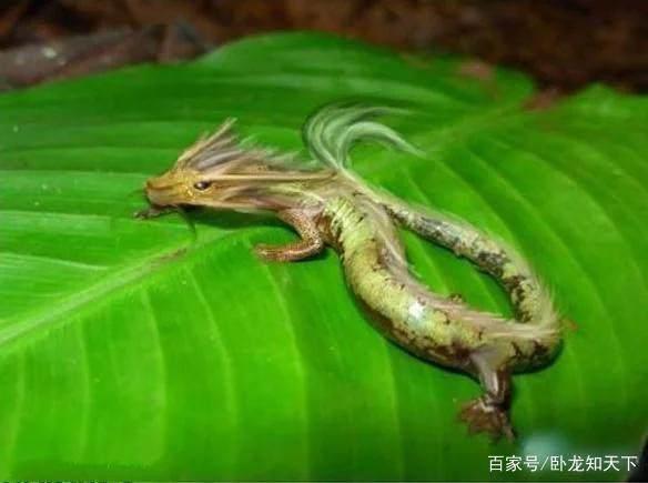 昆仑山里真的有龙吗，传说中的龙是否真的存在