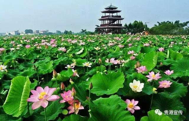 贵港市旅游景点，贵港旅游景点介绍大全集（盘点20个值得一去的好地方）