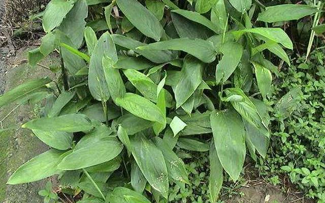 块根植物如何种植，块根茎作物要高产