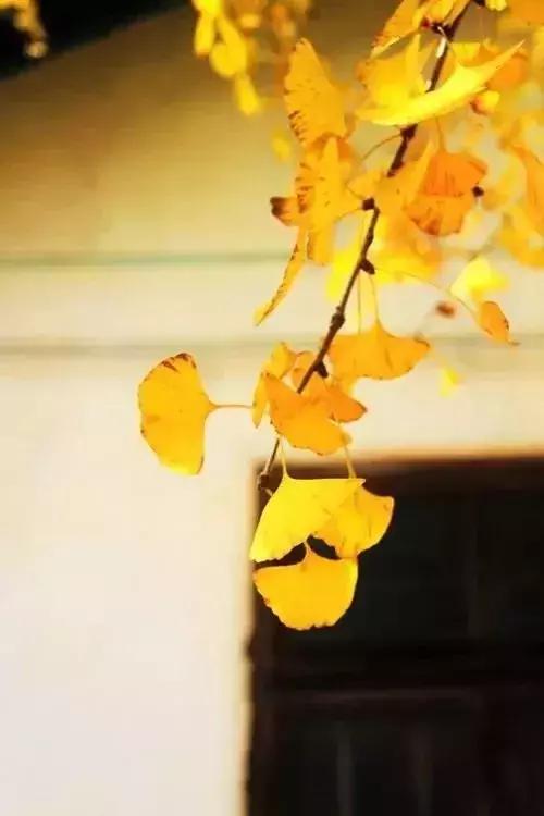 晚安情感180918：真正的朋友，是一生的风景