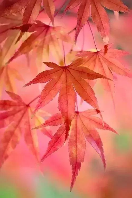 晚安情感180918：真正的朋友，是一生的风景