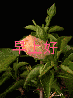 早上好的问候表情图片闪图动态，早上好问候的话