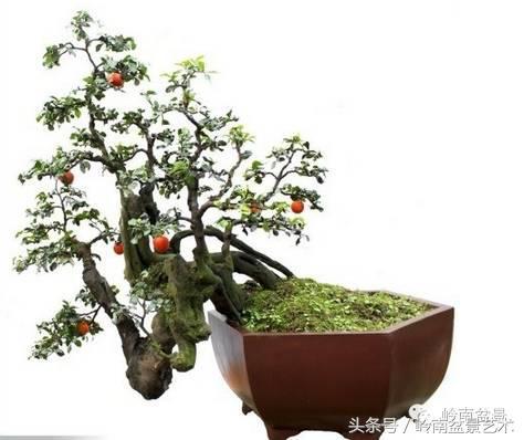 金弹子盆景价格，金弹子收藏级盆景