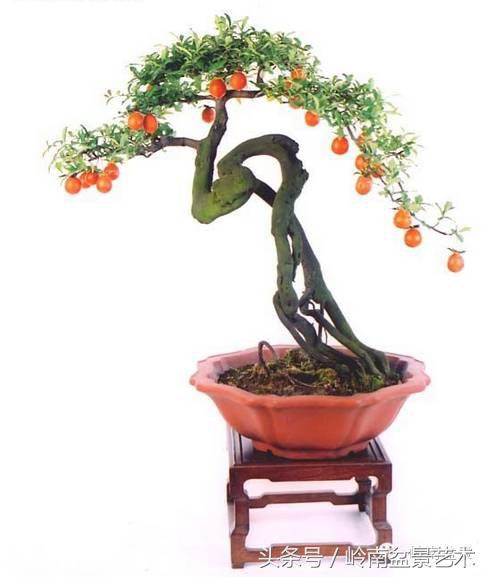 金弹子盆景价格，金弹子收藏级盆景