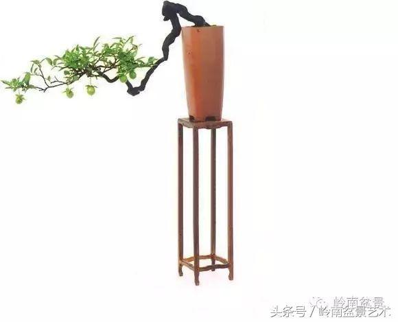 金弹子盆景价格，金弹子收藏级盆景