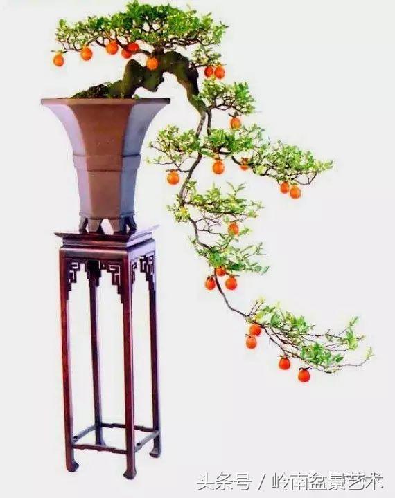 金弹子盆景价格，金弹子收藏级盆景