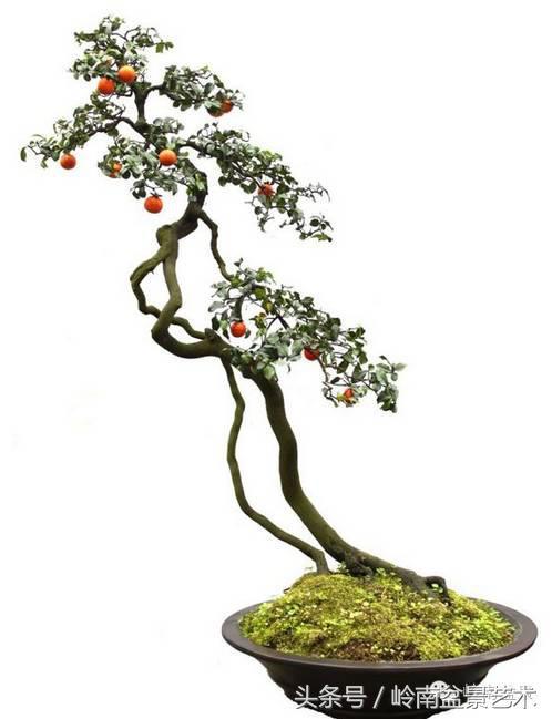 金弹子盆景价格，金弹子收藏级盆景