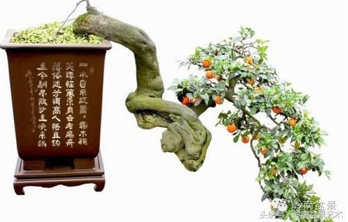 金弹子盆景价格，金弹子收藏级盆景